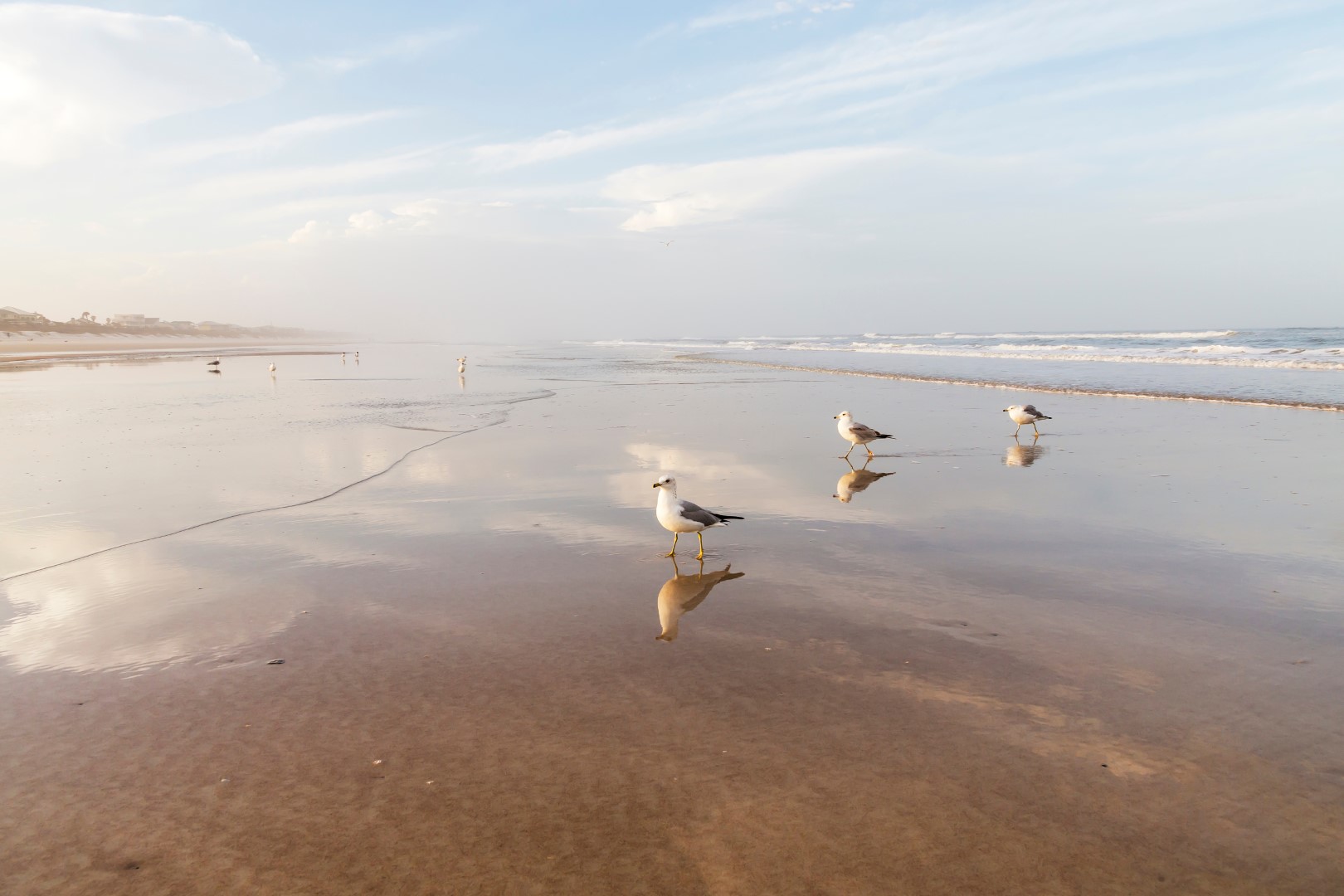 Birds on the Beach